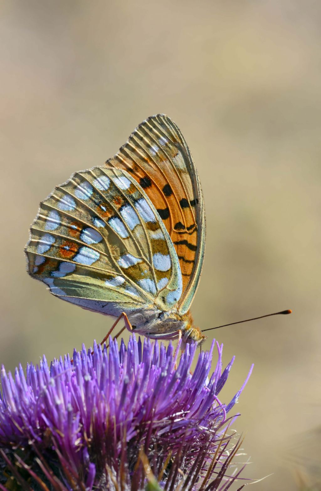 Conferma ID Argynnis adippe